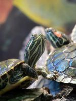 Că mânca țestoase acvatice la domiciliu