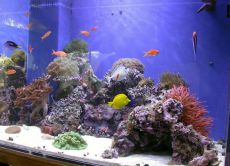 Ceea ce este necesar pentru un acvariu cu pesti