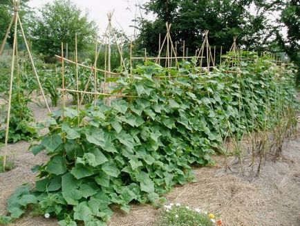 Ce să planteze în grădina cu castraveți