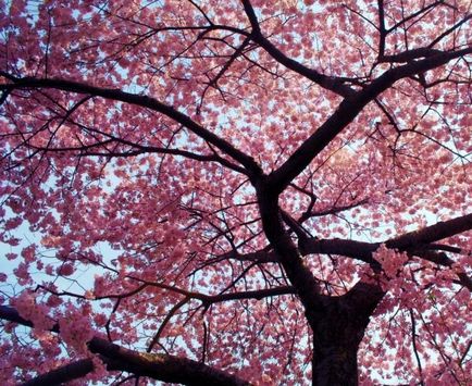 Ce este Sakura și japoneză decât este scump