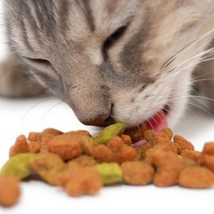 Ce este mâncare pentru pisici holistică