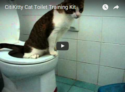 Citikitty - setat pentru a obișnui pisica la toaletă de 600 de ruble