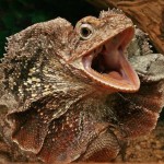 Credneaziatskaya de stepă broască țestoasă fotografie, îngrijire, conținut