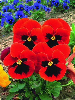 Flori ochi panseluțe fotografie, aterizare în sol, fertilizarea și reproducerea panseluțe