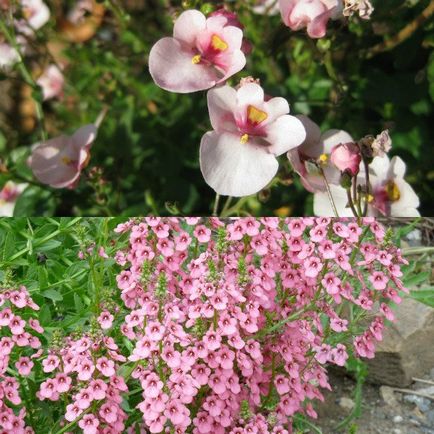 fotografii de flori hang-doborând Diascia și în creștere din semințe, de plantare și îngrijire