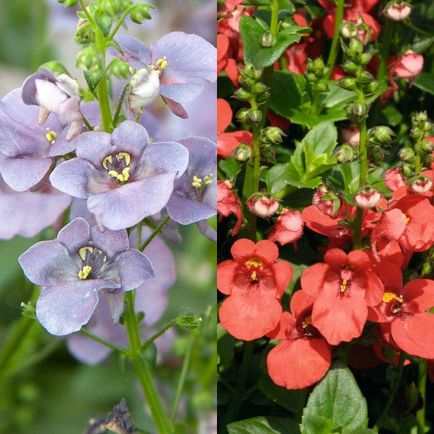 fotografii de flori hang-doborând Diascia și în creștere din semințe, de plantare și îngrijire