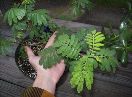 Mimosa pudica floare atunci când florile de plante arata ca flori, de îngrijire la domiciliu, punctele de vedere,