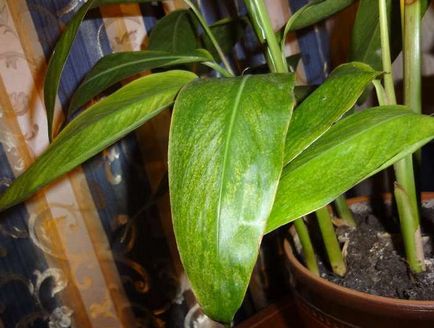 Flower Strelitzia (45 poze) tipuri de îngrijire la domiciliu, cultivarea unei păsări de semințe paradis