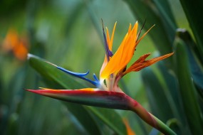 Flower Strelitzia (45 poze) tipuri de îngrijire la domiciliu, cultivarea unei păsări de semințe paradis