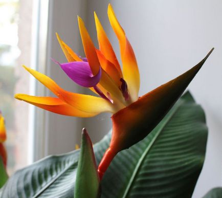 Flower Strelitzia (45 poze) tipuri de îngrijire la domiciliu, cultivarea unei păsări de semințe paradis