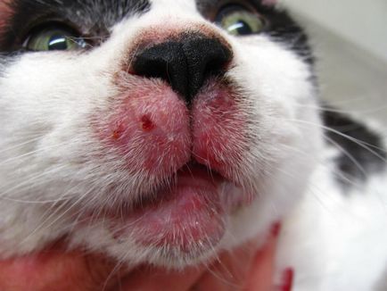 Acnee în forme pisici, forme de manifestare și de prevenire a (cat demodekoz) Acnee în forme pisici, manifestări și prevenire