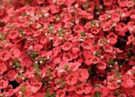 Diascia în grădină ca înflorire descriere lungă și frumoasă specii de plante anuale, plantarea de reguli (cultivarea Diascia de îngrijire plantarea semințelor de reproducere semănate flori de plante de cultură tulpini frunze tipuri de răsaduri) Diascia în grădină ca înflorire descriere lungă și frumoasă specii de plante anuale, plantarea de norme,