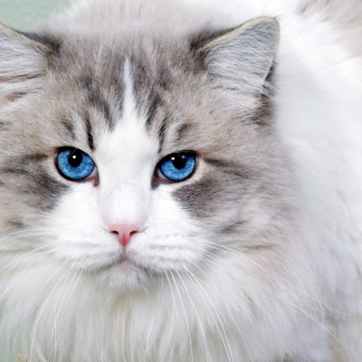 pisici rasa cu parul lung numele, descrierea, 33 fotografii, clipuri video