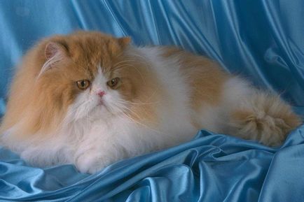 pisici rasa cu parul lung numele, descrierea, 33 fotografii, clipuri video