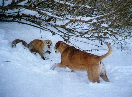 Pentru cine este rasa potrivita Rusă Hound