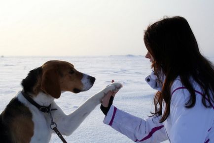 Pentru cine este rasa potrivita Rusă Hound