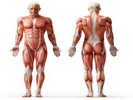 Până la ce vârstă sunt mușchii în creștere atât la bărbați cât și femei