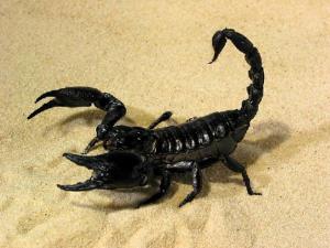 Acasă scorpion