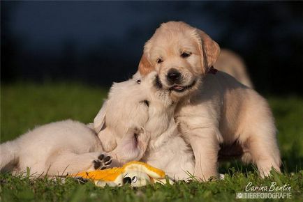 Aceste drăguț câine! Imagini frumoase de câini, revista on-line pozitiv