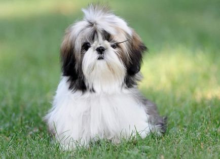 Aceste drăguț câine! Imagini frumoase de câini, revista on-line pozitiv