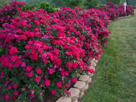 Forma paturi de flori originale si frumoase flori, casa de vis