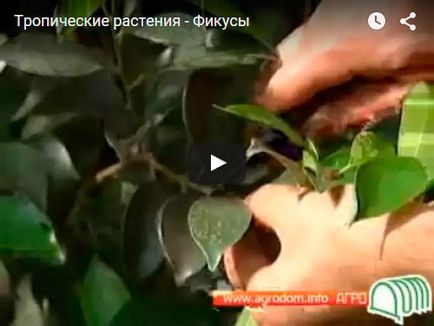 Formarea Ficus - ca ficus panglica cum să crească ficus-il Bush ficus-shtamb