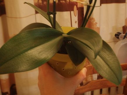 Fotourok de transplant orhidee