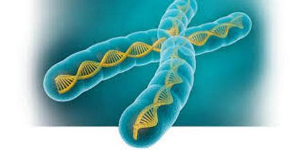 Gene, genom, definiția cromozomului, structura, funcția