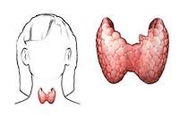 Hipotiroidismul - funcție redusă de tiroidă, de sănătate excelentă!