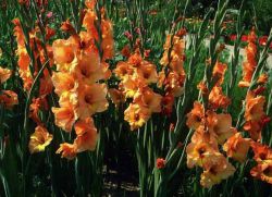 Gladiole - plantare de primăvară și de îngrijire