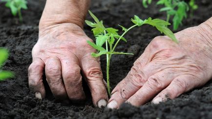 Tehnologia de cultivare de tomate olandeză (tomate) (creștere) tomate olandeze tehnologie în creștere (tomate)