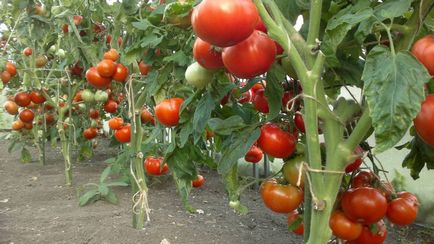 tomate olandeze tehnologie în creștere (tomate)