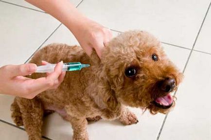 program de imunizare câini de masă preț de vârstă