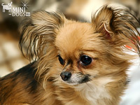 Perierea un Chihuahua - consultanță de specialitate privind manipularea psihologică