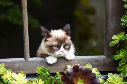 Grumpy pisica - pisica foarte supărat - faimoasa pisica