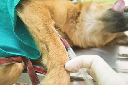 hepatită infecțioasă în regim de câini și diagnosticare