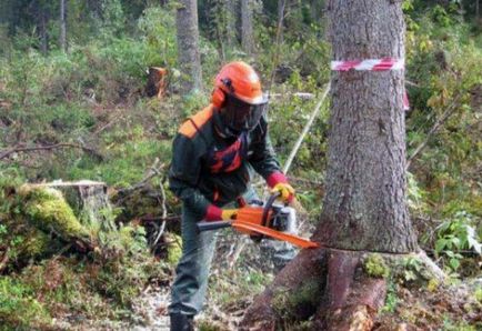 Instrucțiuni despre cum să taie în mod corespunzător o drujba copac