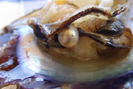 Fapte interesante despre perle - o bijuterie creată de moluscă - fapte de mare