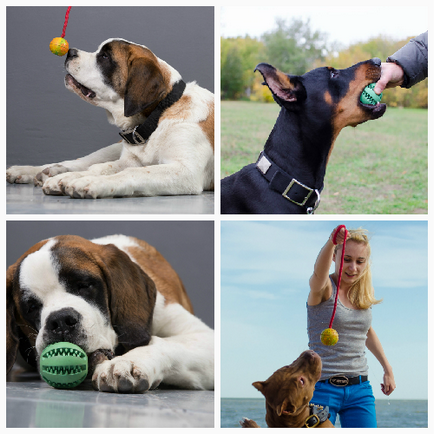 Magazin online fordogtrainers