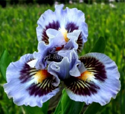 Irisi din nailon cu mâinile lor