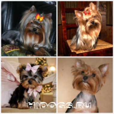 Yorkshire Terrier caracteristici de rasa, de îngrijire, căței (fotografii)