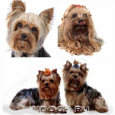 Yorkshire Terrier caracteristici de rasa, de îngrijire, căței (fotografii)