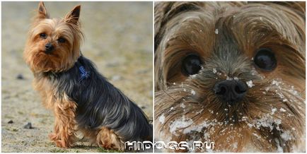 Yorkshire Terrier caracteristici de rasa, de îngrijire, căței (fotografii)