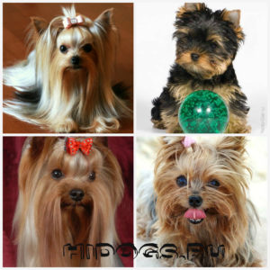 Yorkshire Terrier caracteristici de rasa, de îngrijire, căței (fotografii)