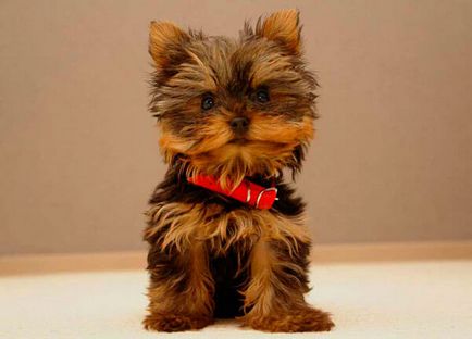 inaltime si greutate Yorkshire Terrier