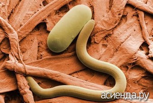 Cum să se ocupe cu nematodelor