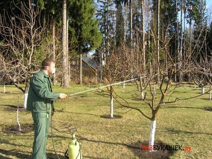 Cum de a combate afidele pe pomi fructiferi decât pentru a procesa copaci de afide