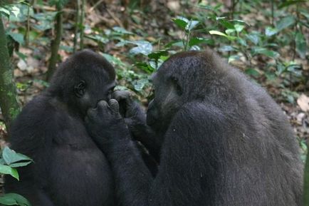 Gorile vorbesc unul cu altul