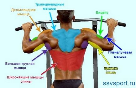 Care mușchi swinging pe bara - Prezentare generală și diagrama