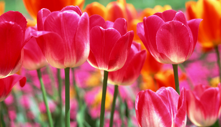 Ce fel de flori sunt înflorite stadii incipiente de martie, aprilie, mai